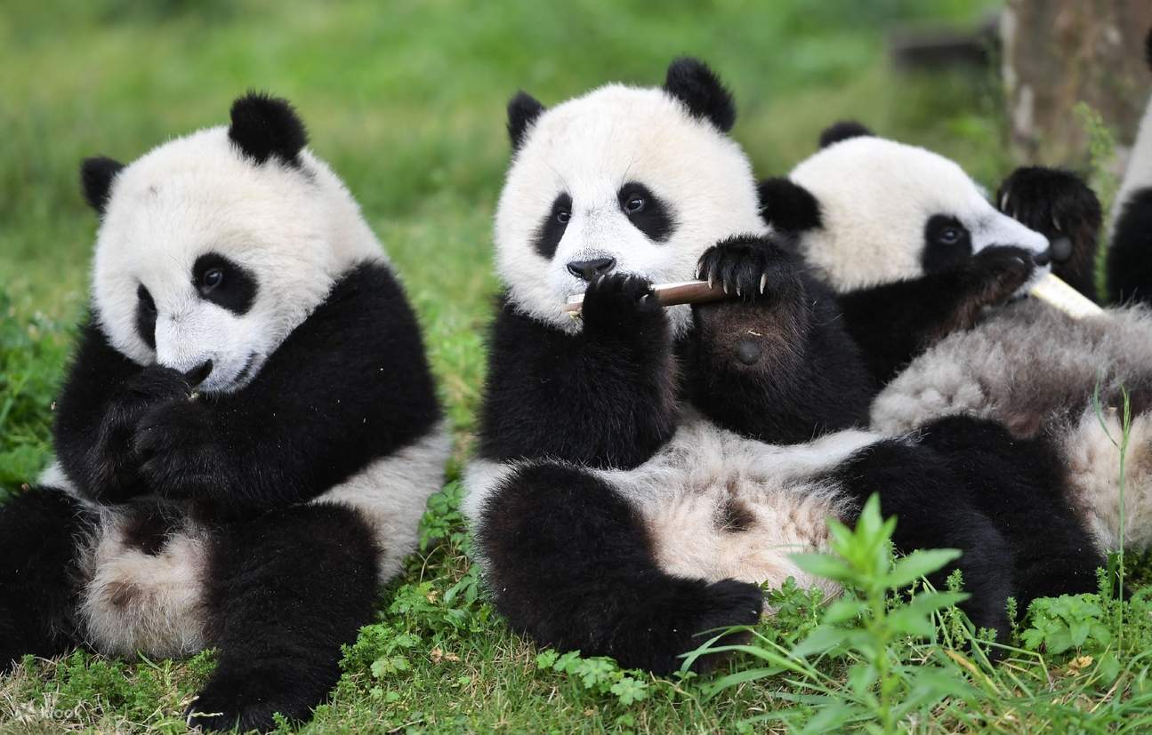 [Private Customized Tour] 5-Day Private Tour of Chongqing and Chengdu ...